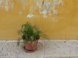 FINCA-PROTEGIDA-RAVEL_Inspeccion-tecnica_Grietas-desconchamientos-fachada