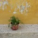 FINCA-PROTEGIDA-RAVEL_Inspeccion-tecnica_Grietas-desconchamientos-fachada